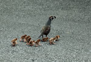 Californian Quail And Young
